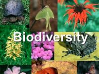biodiversity and conservation - Grade 7 - Quizizz