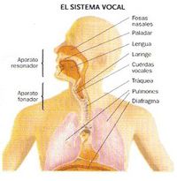 Cartões de anatomia - Série 6 - Questionário