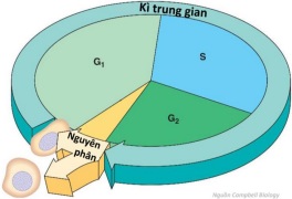 chu kỳ tế bào và nguyên phân - Lớp 3 - Quizizz