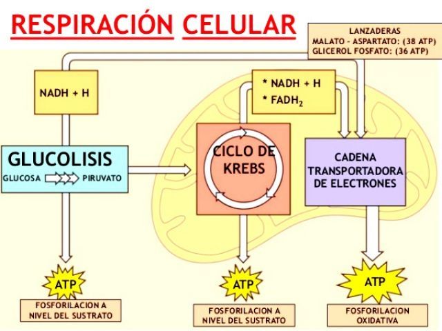 cellular respiration - Grade 3 - Quizizz