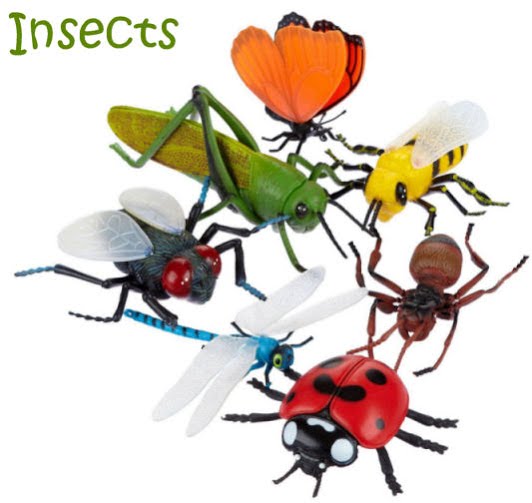 insects-zoology-quiz-quizizz