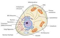 the cell membrane - Class 5 - Quizizz