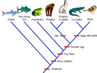 phylogeny - Class 6 - Quizizz