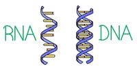 sintesis RNA dan protein - Kelas 7 - Kuis