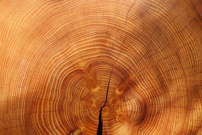 Un Pequeño Estante De Madera Para Platos Y Tazas De Mantenimiento Fotos,  retratos, imágenes y fotografía de archivo libres de derecho. Image 16658193