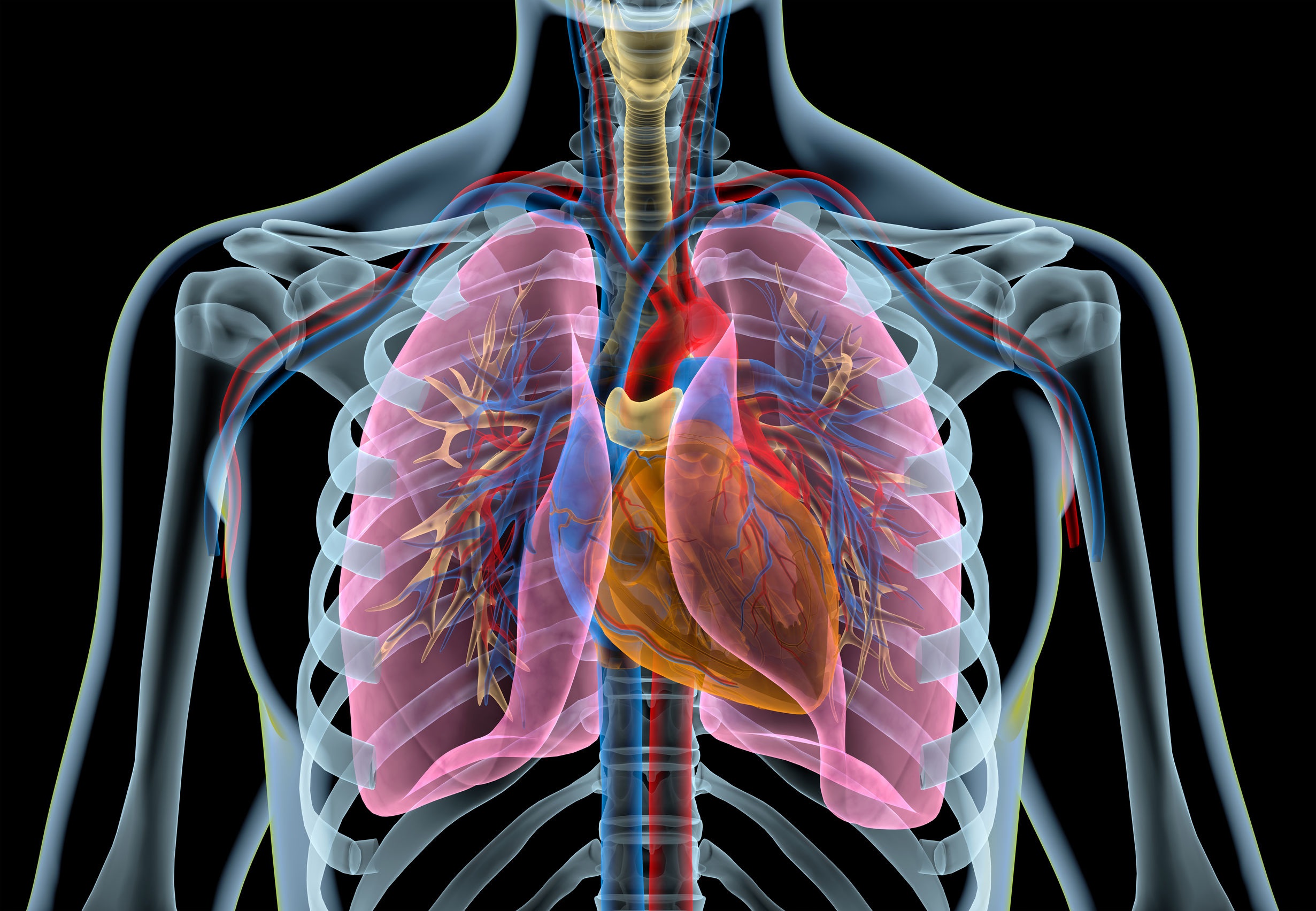 the circulatory and respiratory systems - Class 10 - Quizizz