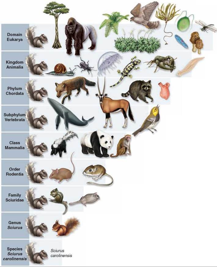 Evolution and Classification Review | Biology Quiz - Quizizz