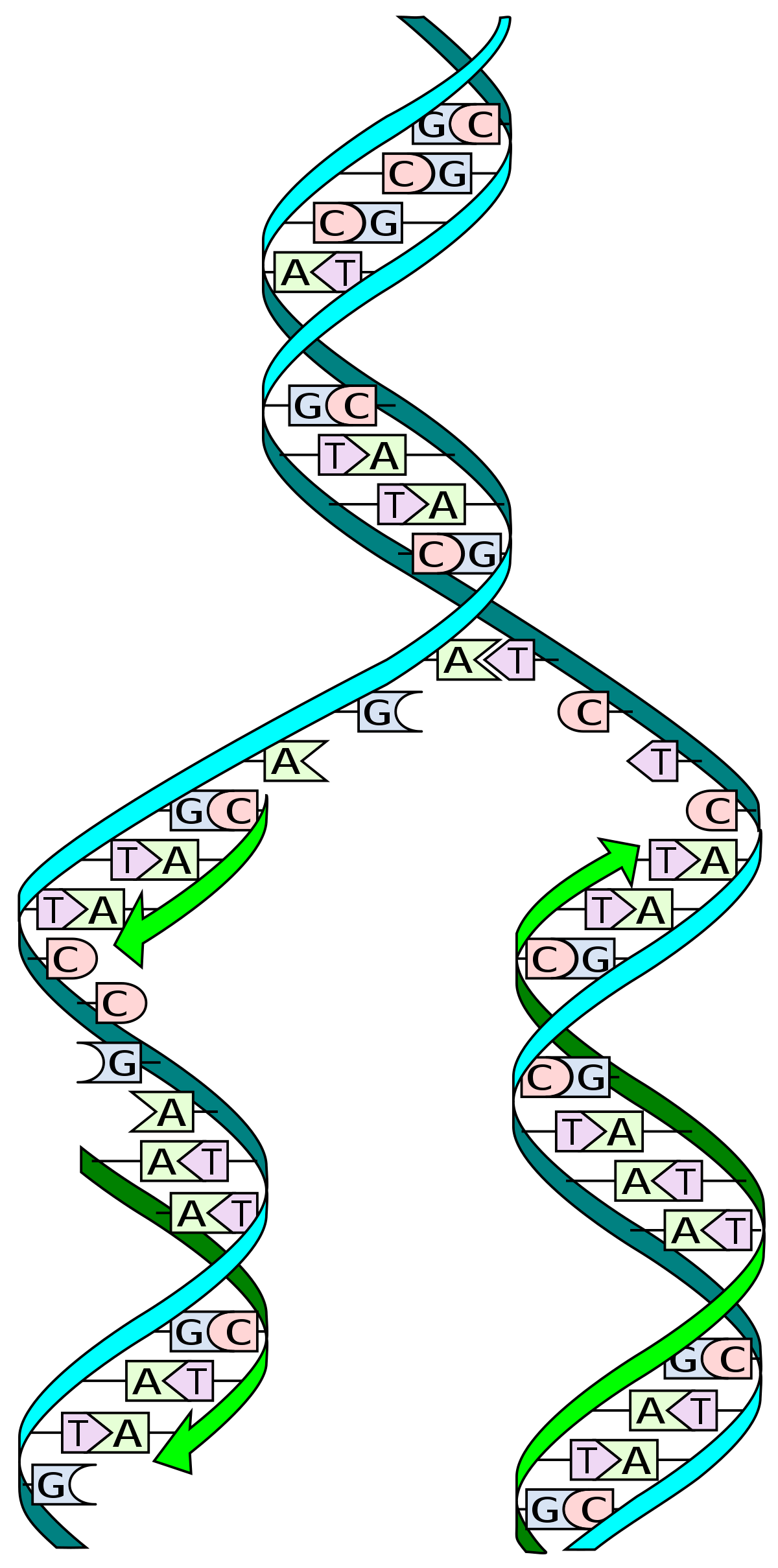 helicase clipart school