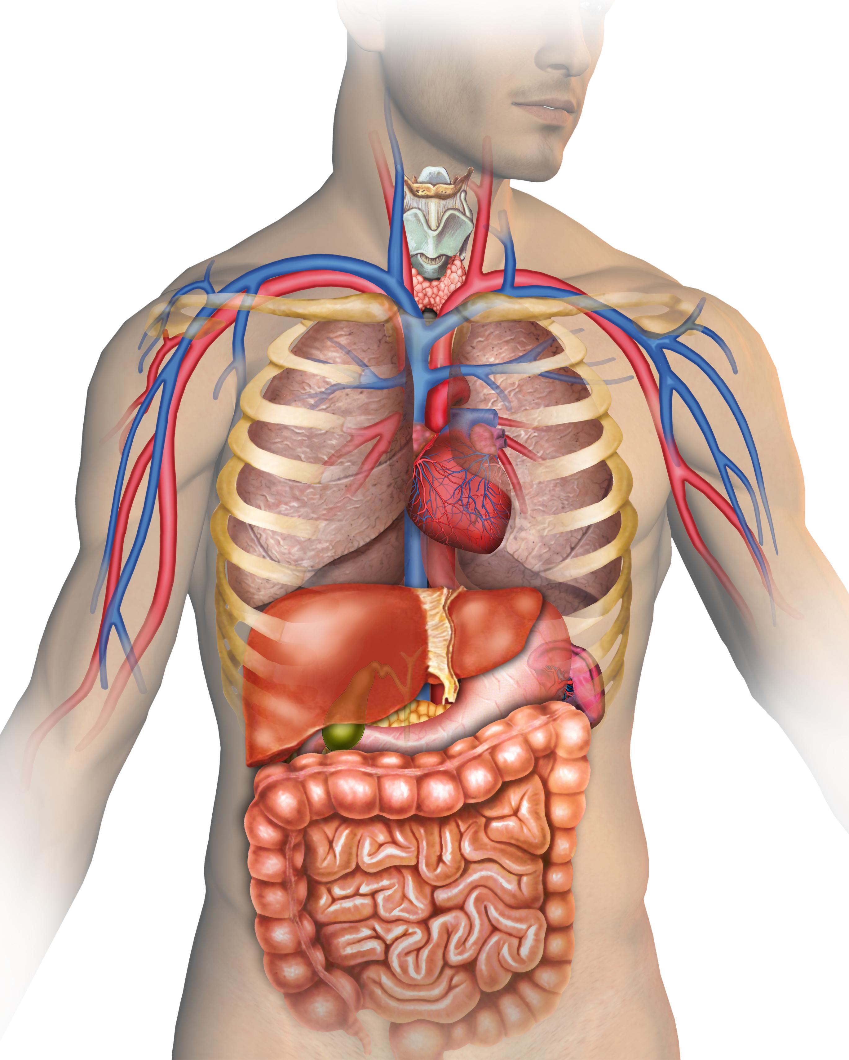 Anatomía Y Fisiología Humana 77 Jugadas Quizizz