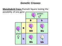 genetic variation - Year 10 - Quizizz