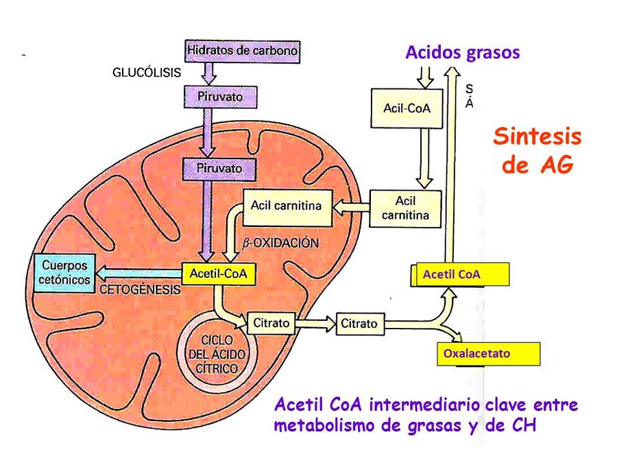 Comparación Entre Beta Oxidación Y Síntesis De ácidos Grasos Quizizz 4249