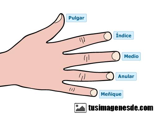 NOMBRES DE LOS DEDOS