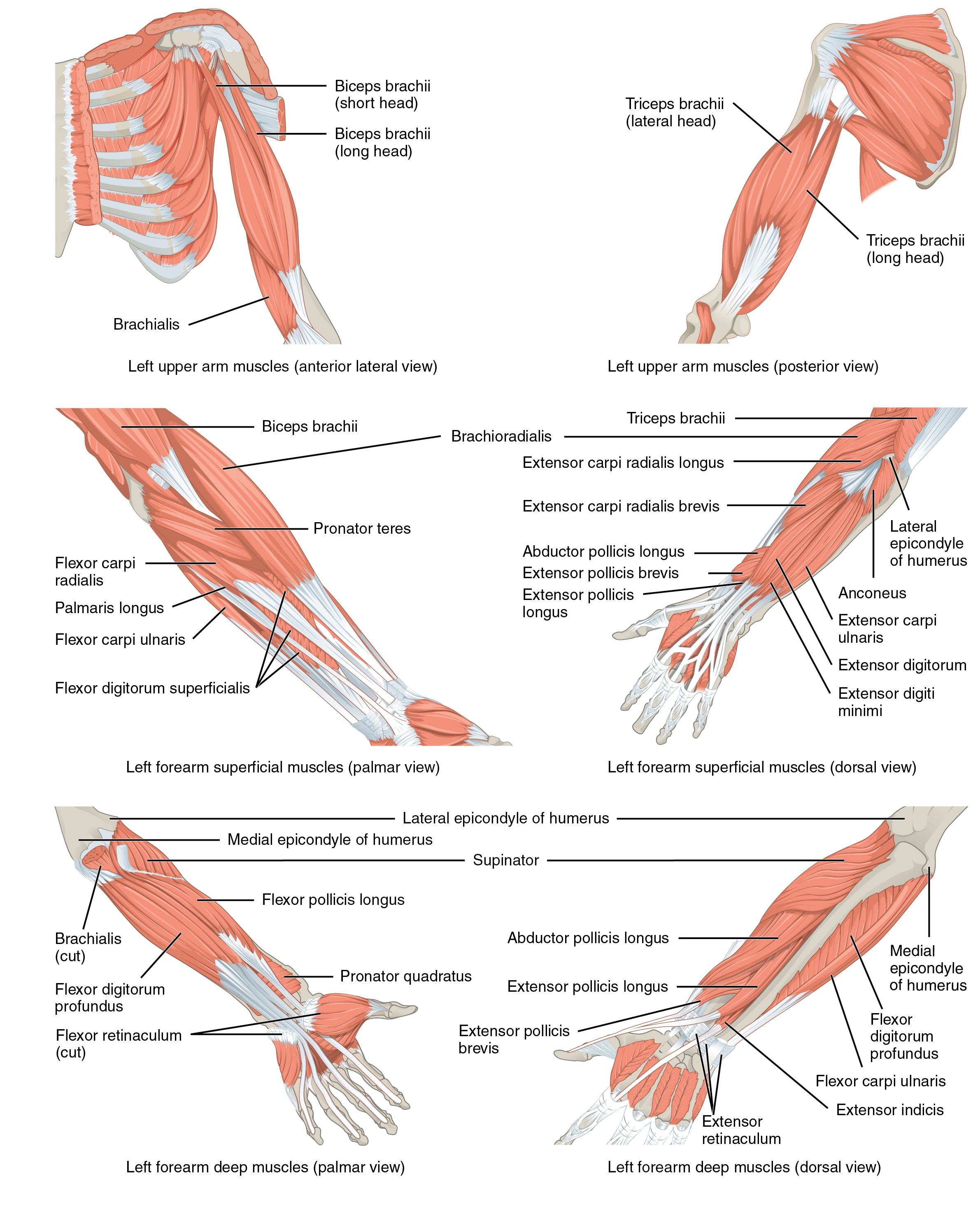 Muscles that Move the Arm Human Anatomy Quiz Quizizz