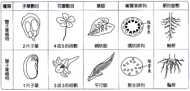 6a Gs 植物 Geography Quizizz