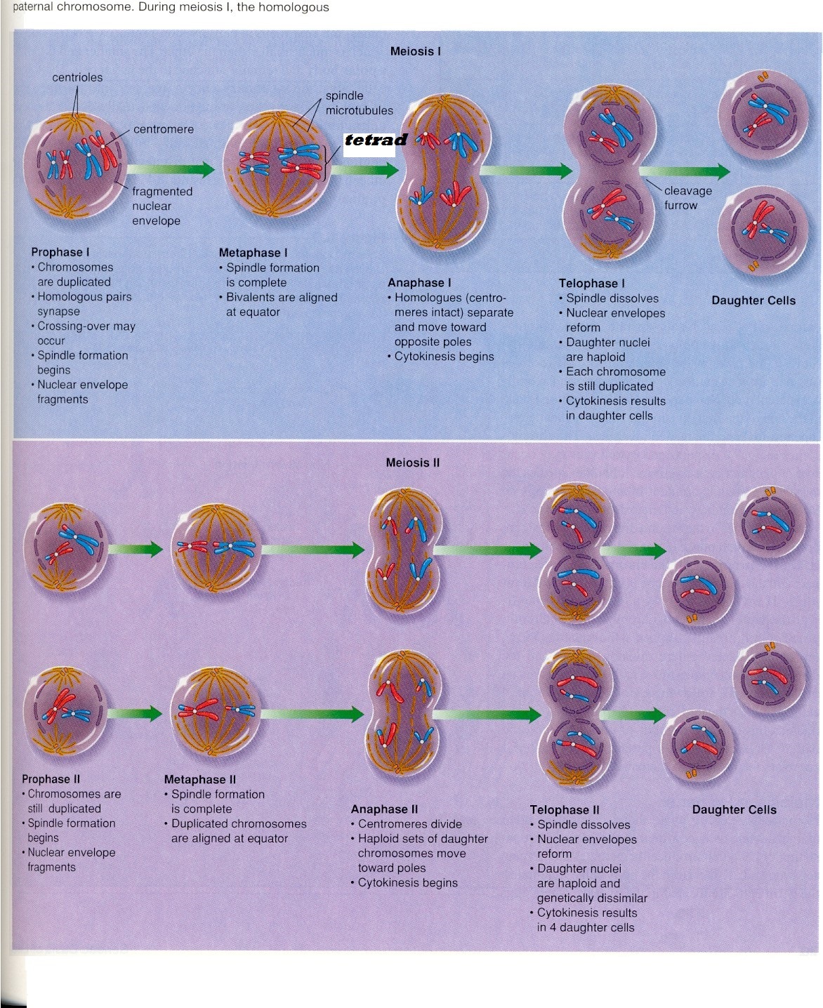 Meiosis Quiz Review Quiz - Quizizz