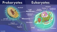 prokaryotes and eukaryotes - Class 7 - Quizizz