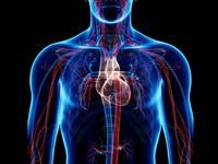 the circulatory and respiratory systems - Grade 10 - Quizizz