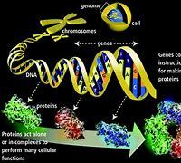 genetics vocabulary genotype and phenotype - Class 8 - Quizizz