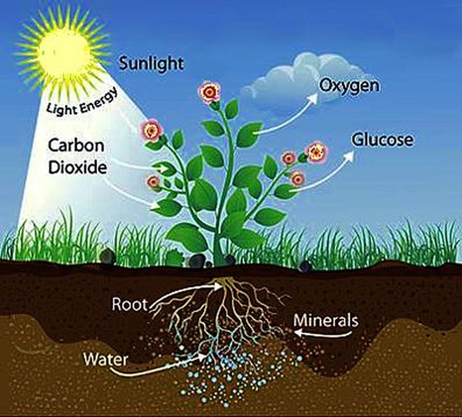 photosynthesis basics | 50 plays | Quizizz