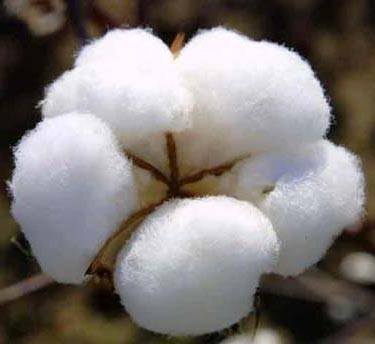 Alami serat serat adalah yang dari wol dihasilkan Kumpulan Tugas