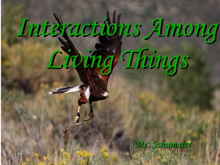 interactions among living things