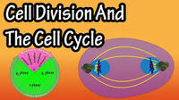 cell division Flashcards - Quizizz