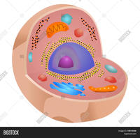 structure of a cell - Year 5 - Quizizz
