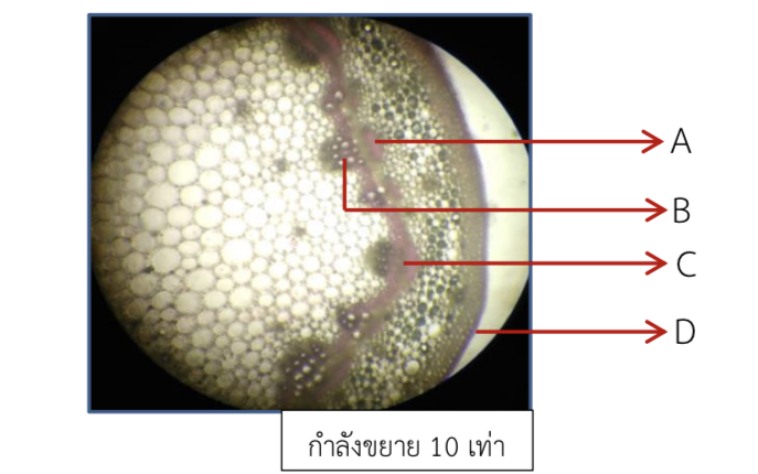 เนื้อเยื่อ - ระดับชั้น 10 - Quizizz