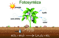 fotosynteza - Klasa 2 - Quiz