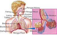 respirasi seluler - Kelas 11 - Kuis