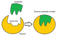 enzimas - Grado 7 - Quizizz