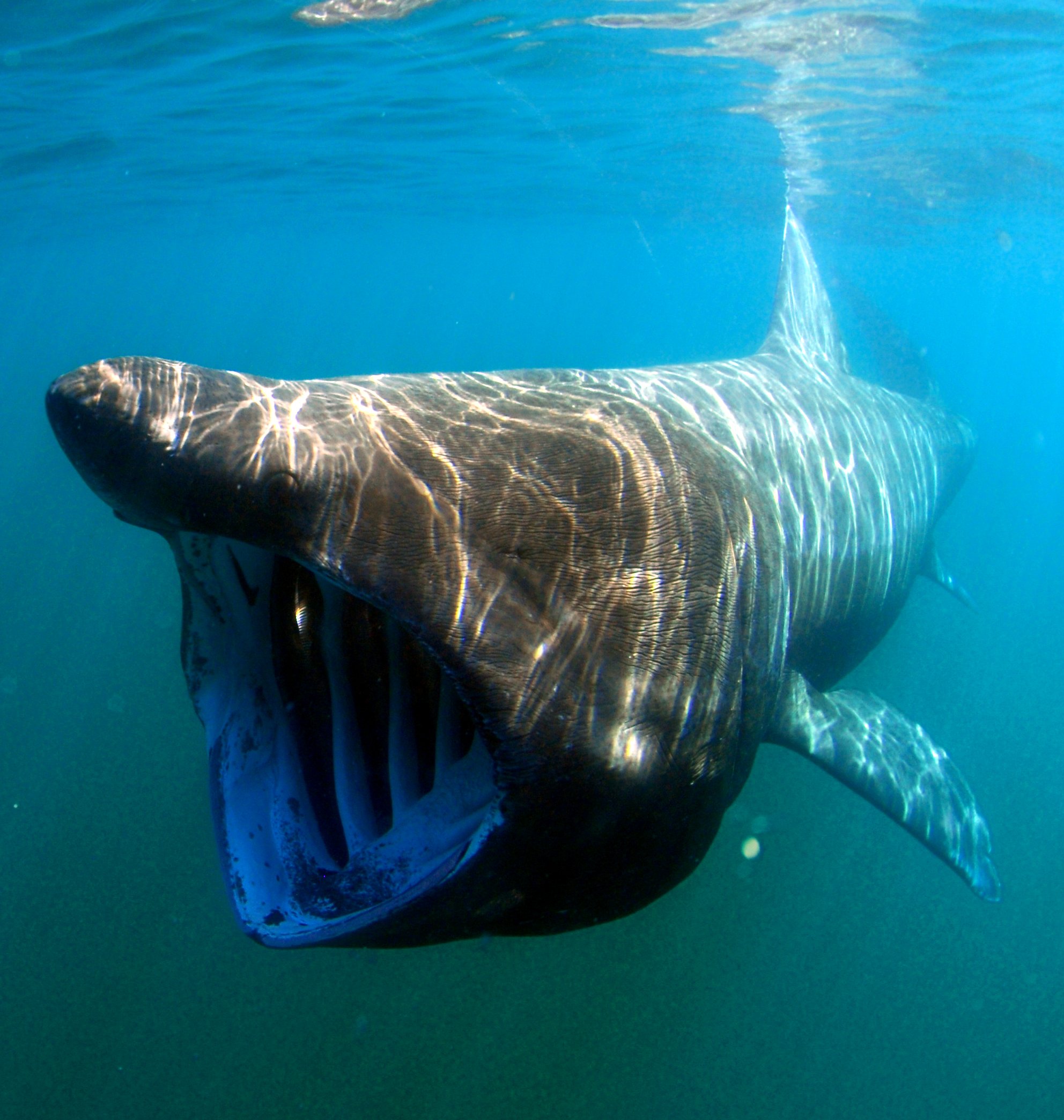 norman-maccaig-basking-shark-quizizz