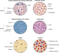 Connective Tissue Quiz - Quizizz