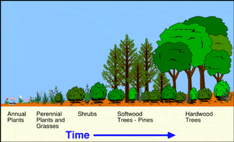 Amoeba Sisters Ecological Succession | Biology - Quizizz