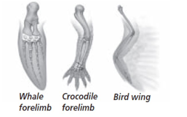 Evolution Test 1 BB