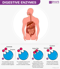 enzymes - Class 9 - Quizizz