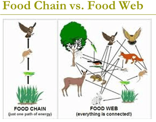 Food Chain And Food Web | Science - Quizizz