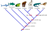 Cladogram Practice | Biology Quiz - Quizizz