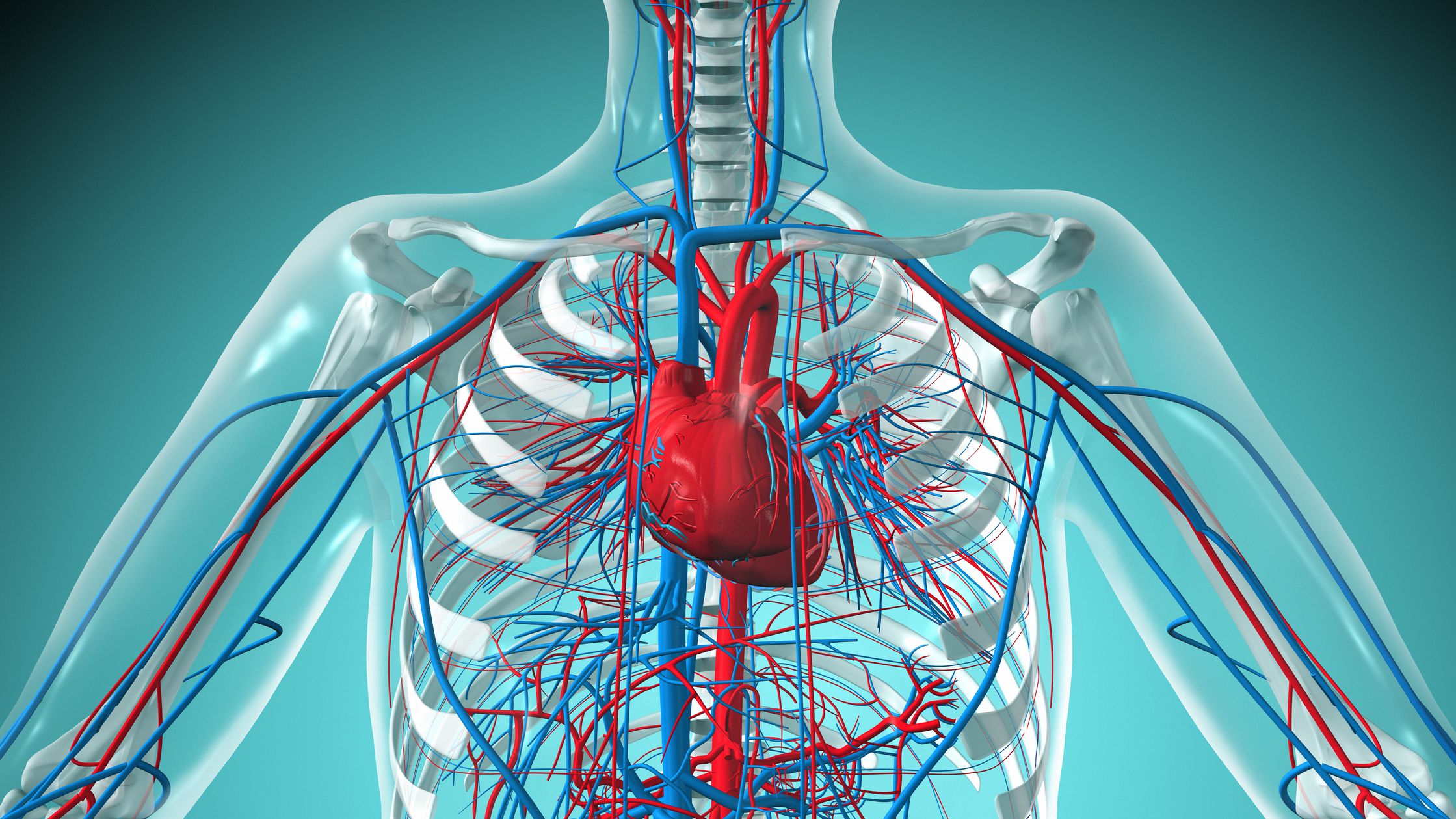 the circulatory and respiratory systems - Grade 9 - Quizizz