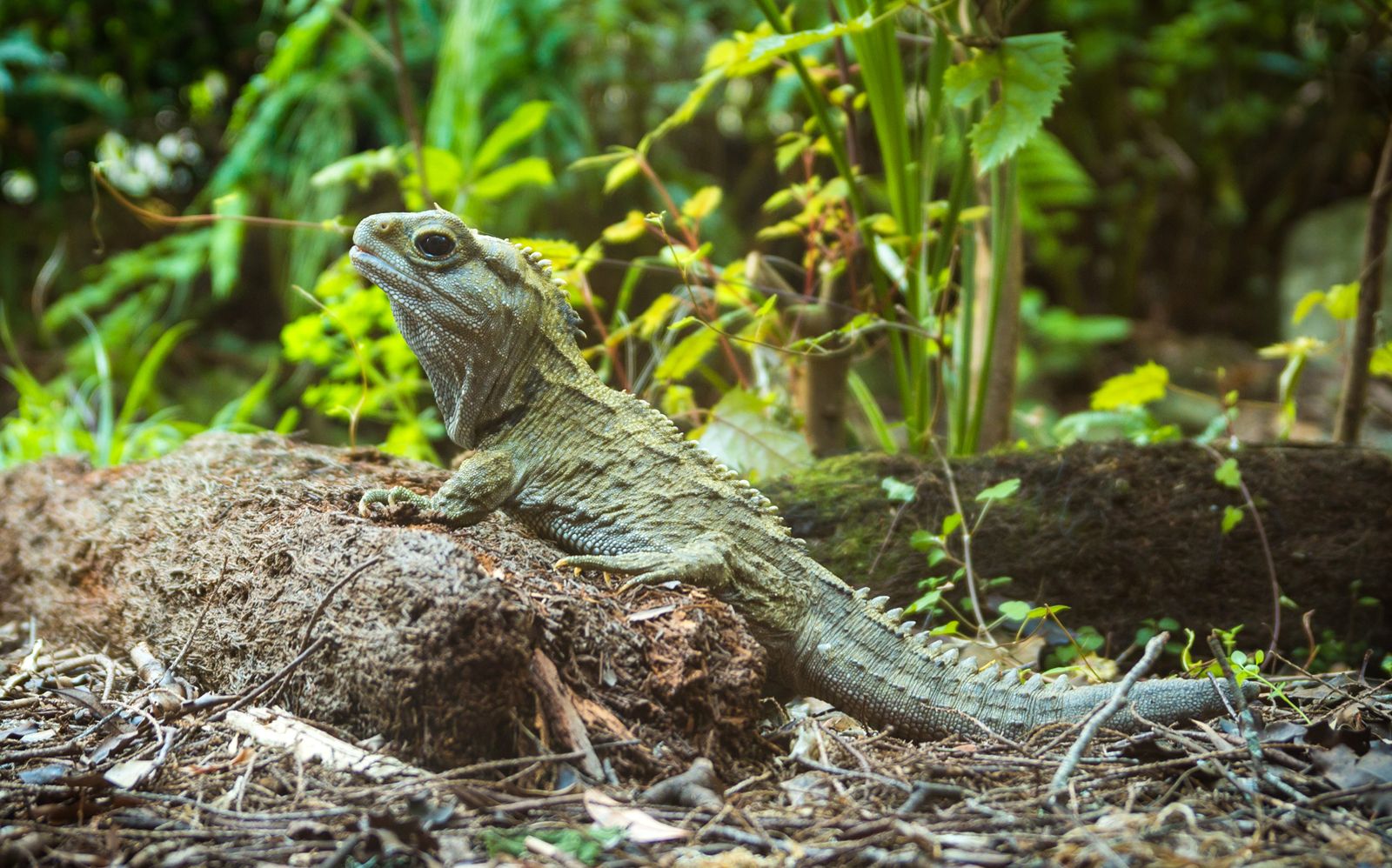 The Tuatara: A New Zealand survivor. | Quizizz