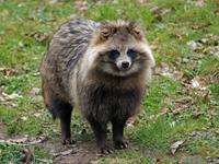 The Raccoon-Dog - Fairy Tale