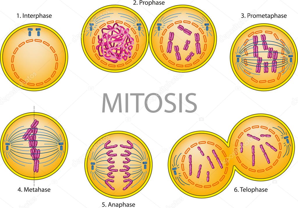 mitosis - Grado 1 - Quizizz