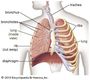 Respiratory, Digestive, and Circulatory Systems