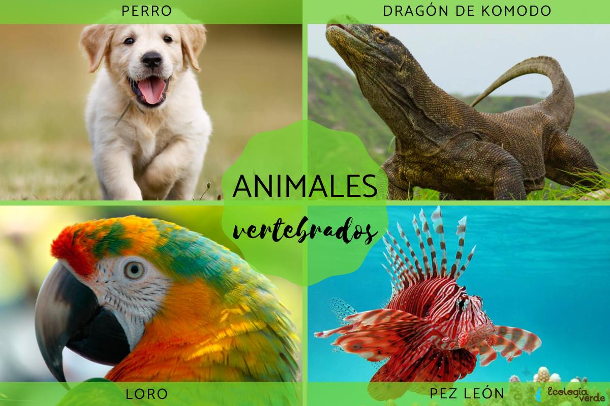 animales - Grado 10 - Quizizz