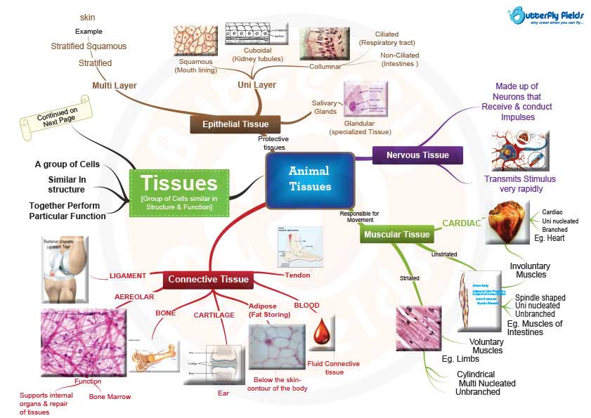 Mind Map Of Tissues Tissues | Biology - Quizizz