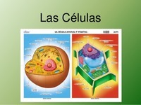 célula vegetal e animal Flashcards - Questionário