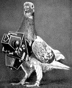 The Pigeon Hero of WWI Quiz