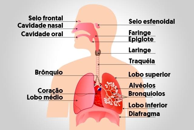 os sistemas circulatório e respiratório - Série 9 - Questionário