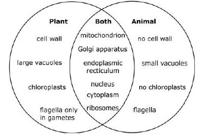 labeled plant and animal cells