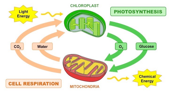 Cellular Respiration vs  Photosynthesis 
